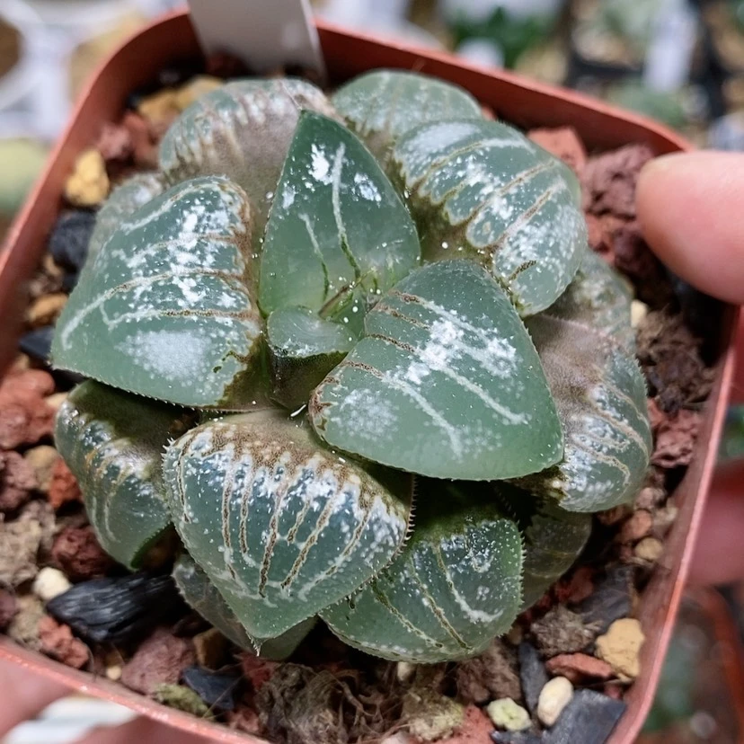 【闪购商品】88云遮月