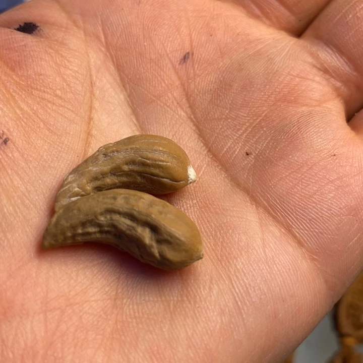 桃核吊坠拿姐工艺76