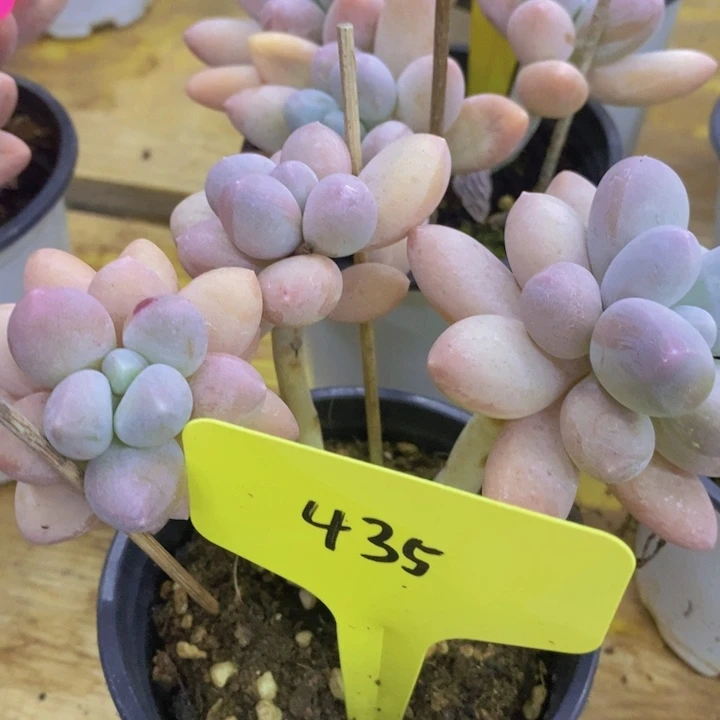 2周年快乐，开心多肉