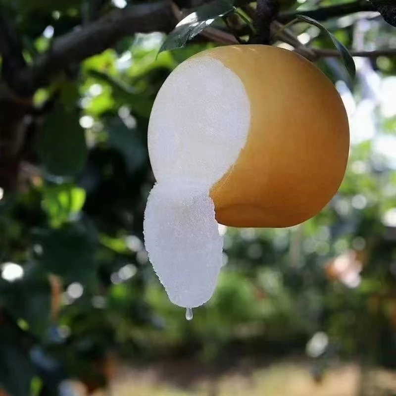 【鹿鹿专属】秋月梨净重4.5斤青皮或套袋黄皮现摘现发顺丰包邮