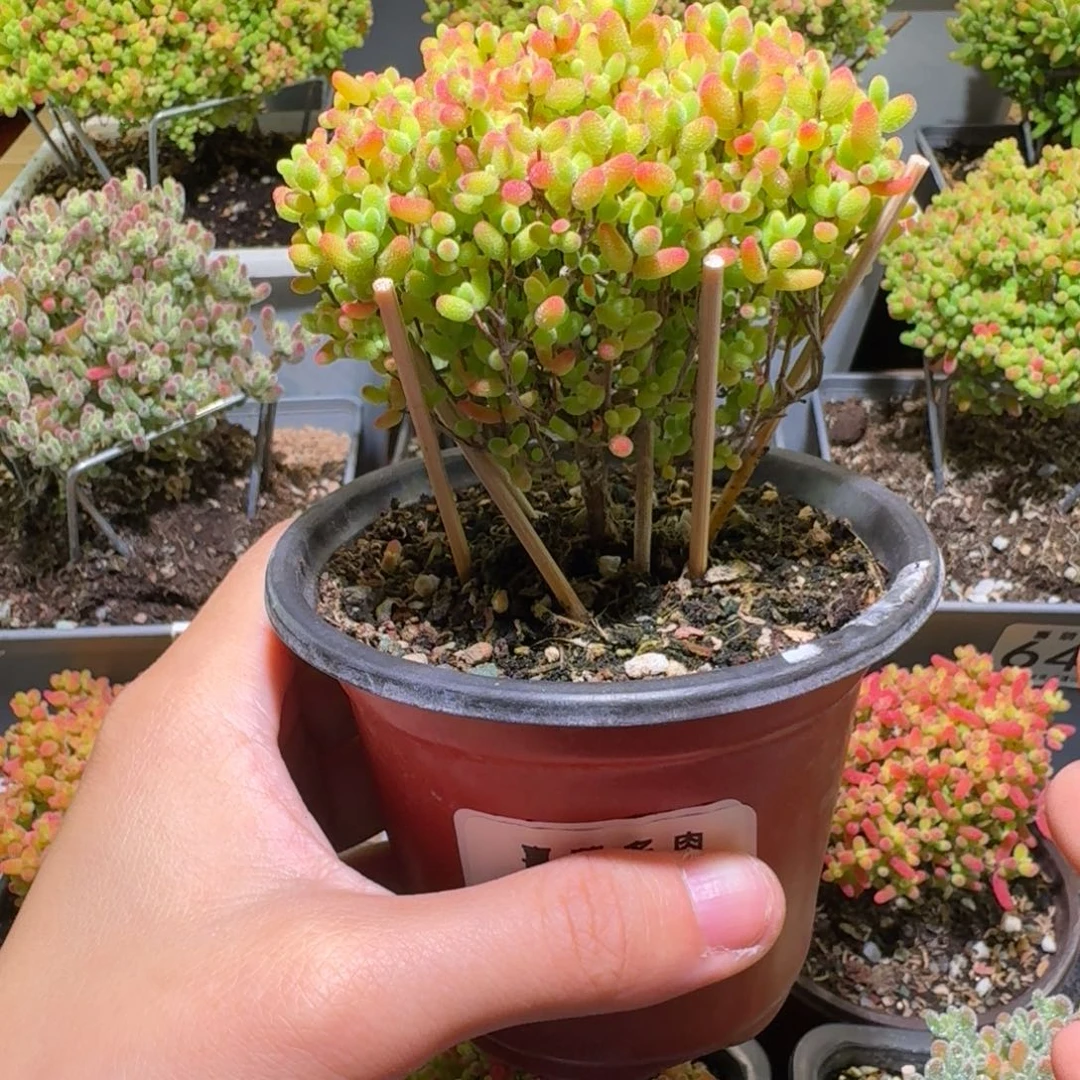 蜜桔糖球枝干番杏630