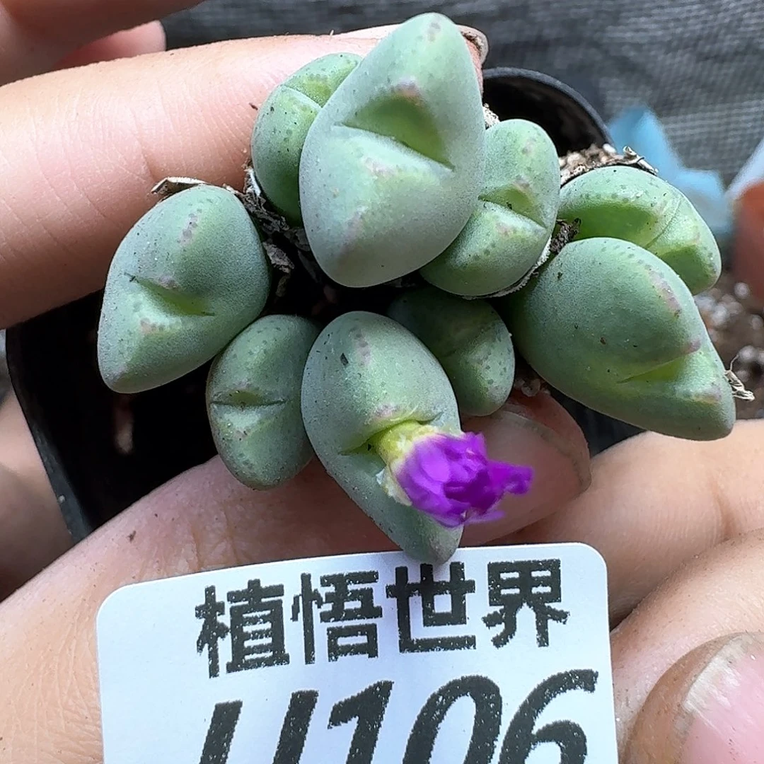 多肉植物的润泽rghb