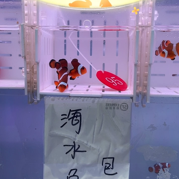 海水鱼精品黑边公子
