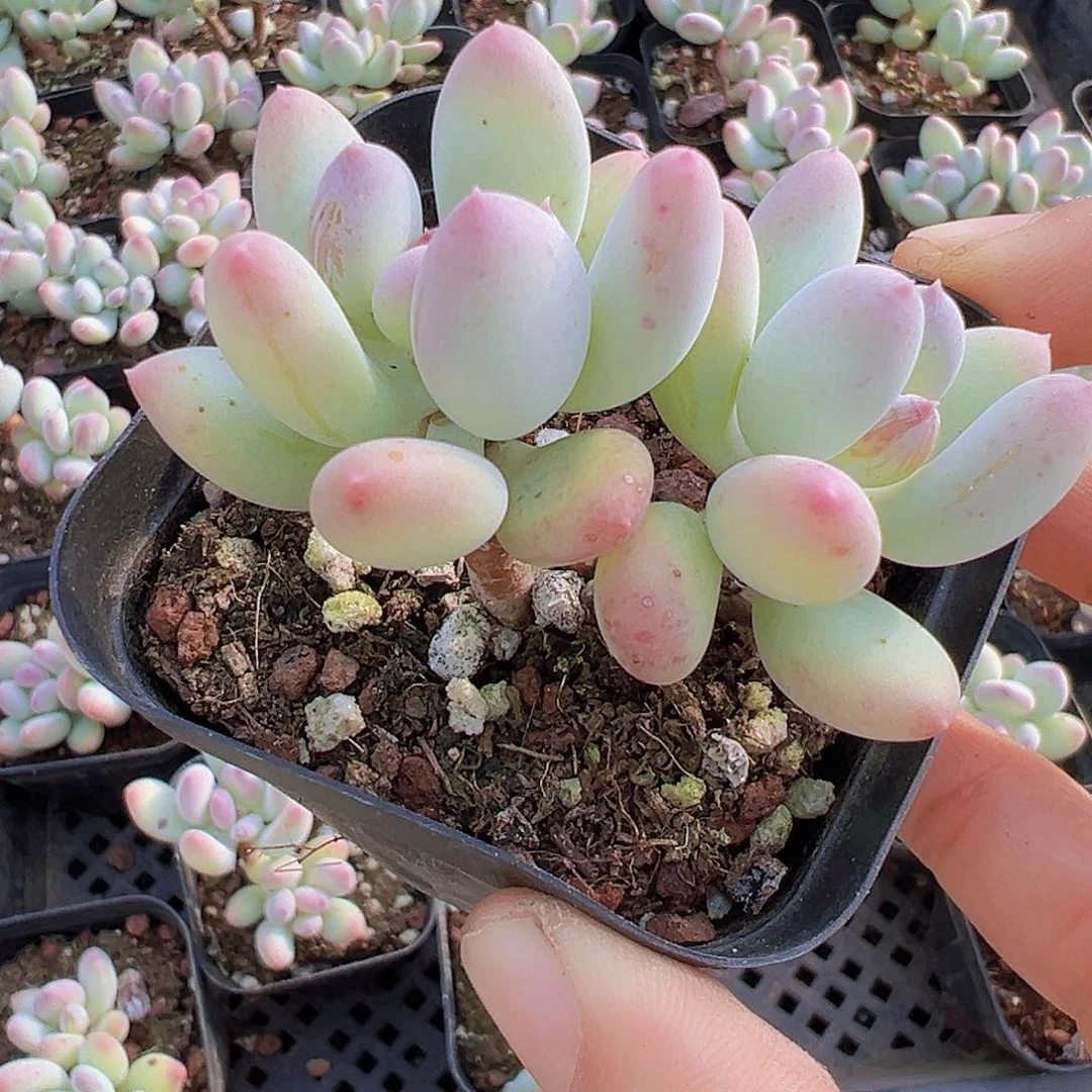 老桩苹果奶19包邮多肉