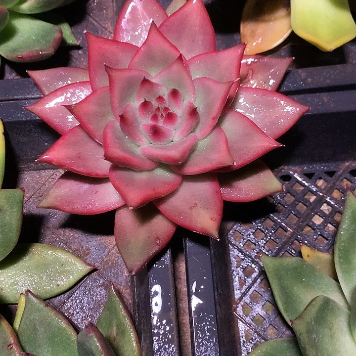 美肉特价活动开始啦