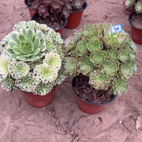 904多肉植物组合，