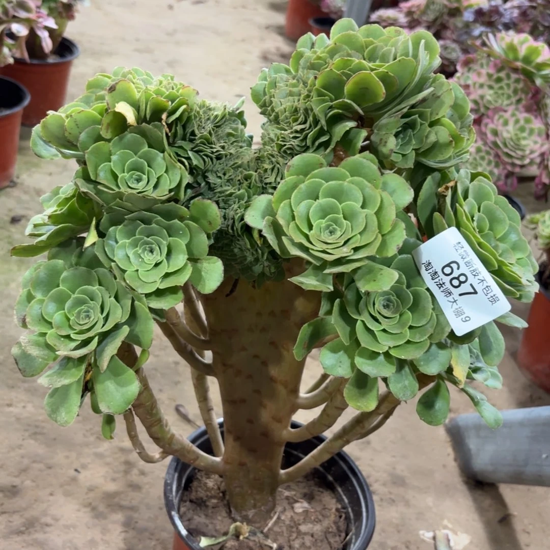 687绿羊绒缀化多肉植物