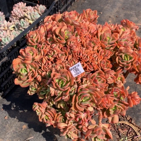 九**莉1396火焰玫瑰多肉