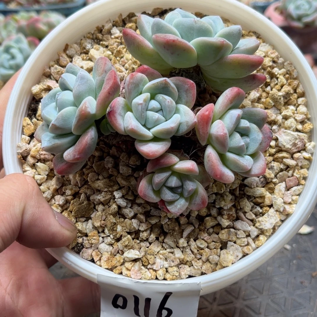 0116冰玉大粗腿老桩9厘米