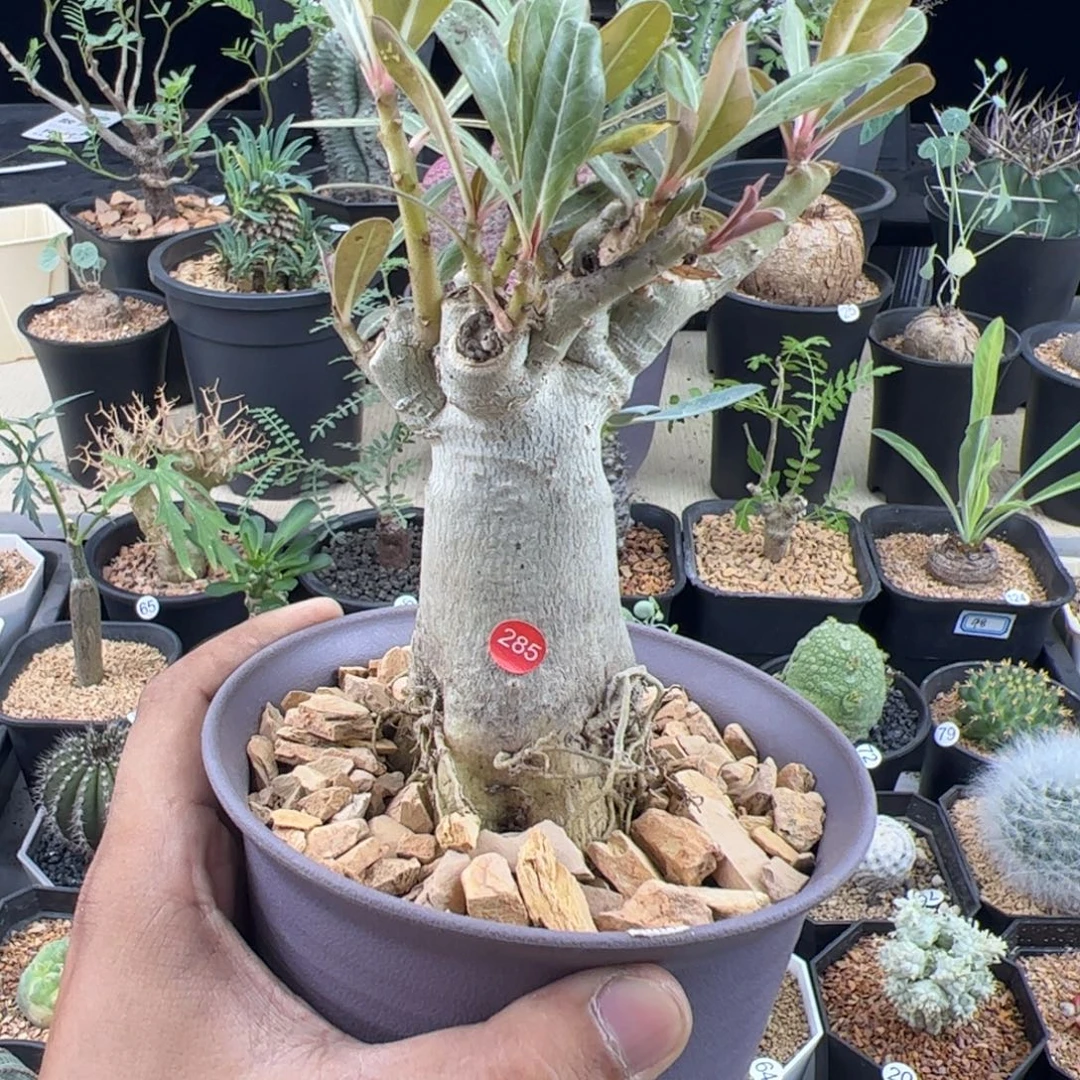 哥斯拉沙漠玫瑰一物一拍带盆发