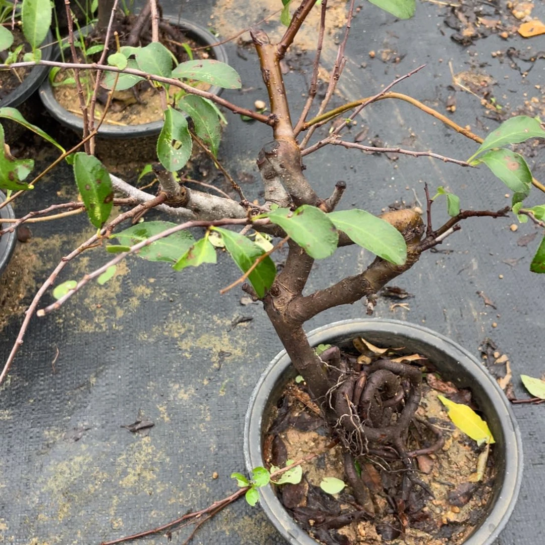 无花朵原生系列海棠长寿梅
