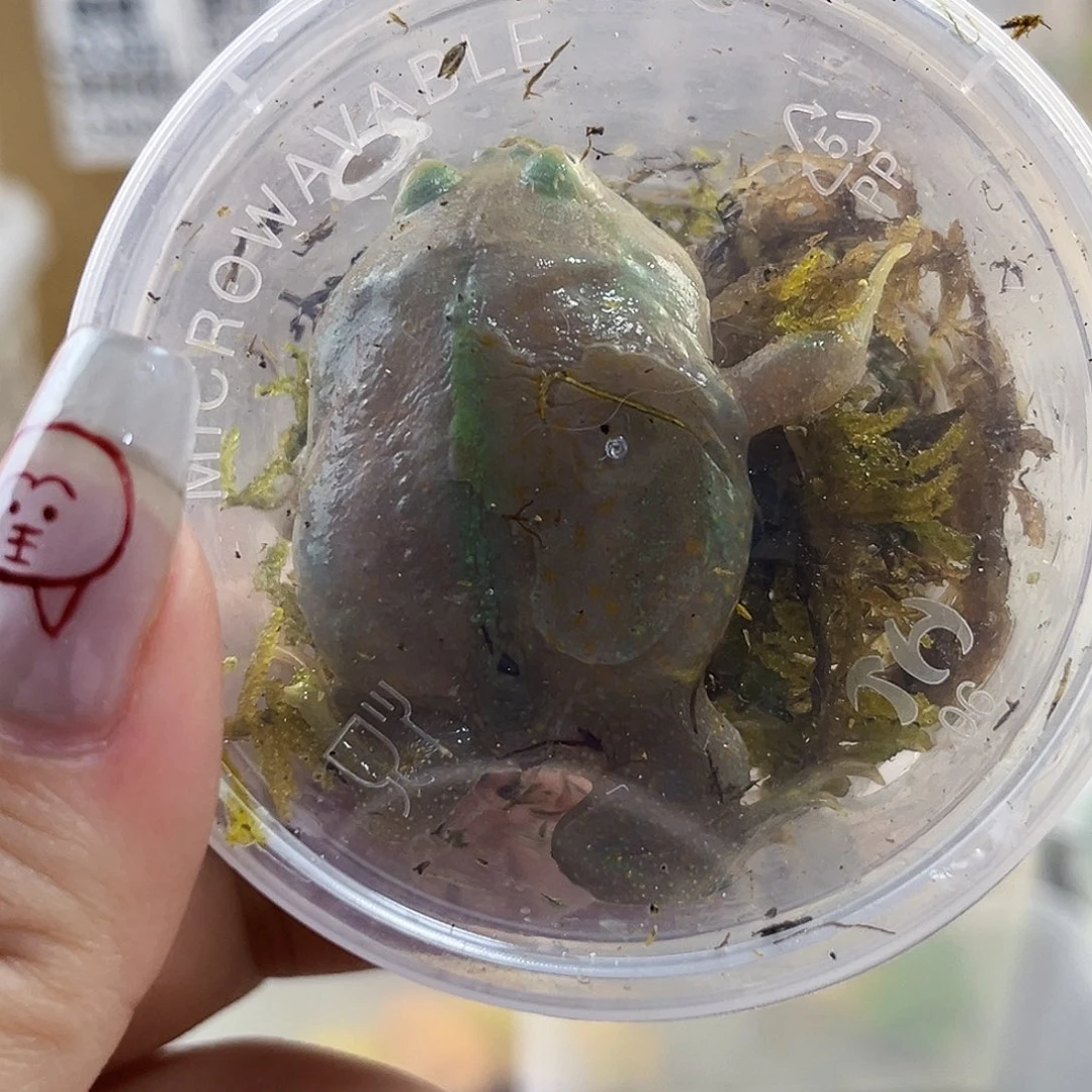 角蛙小丑蛙专拍链接一只包装