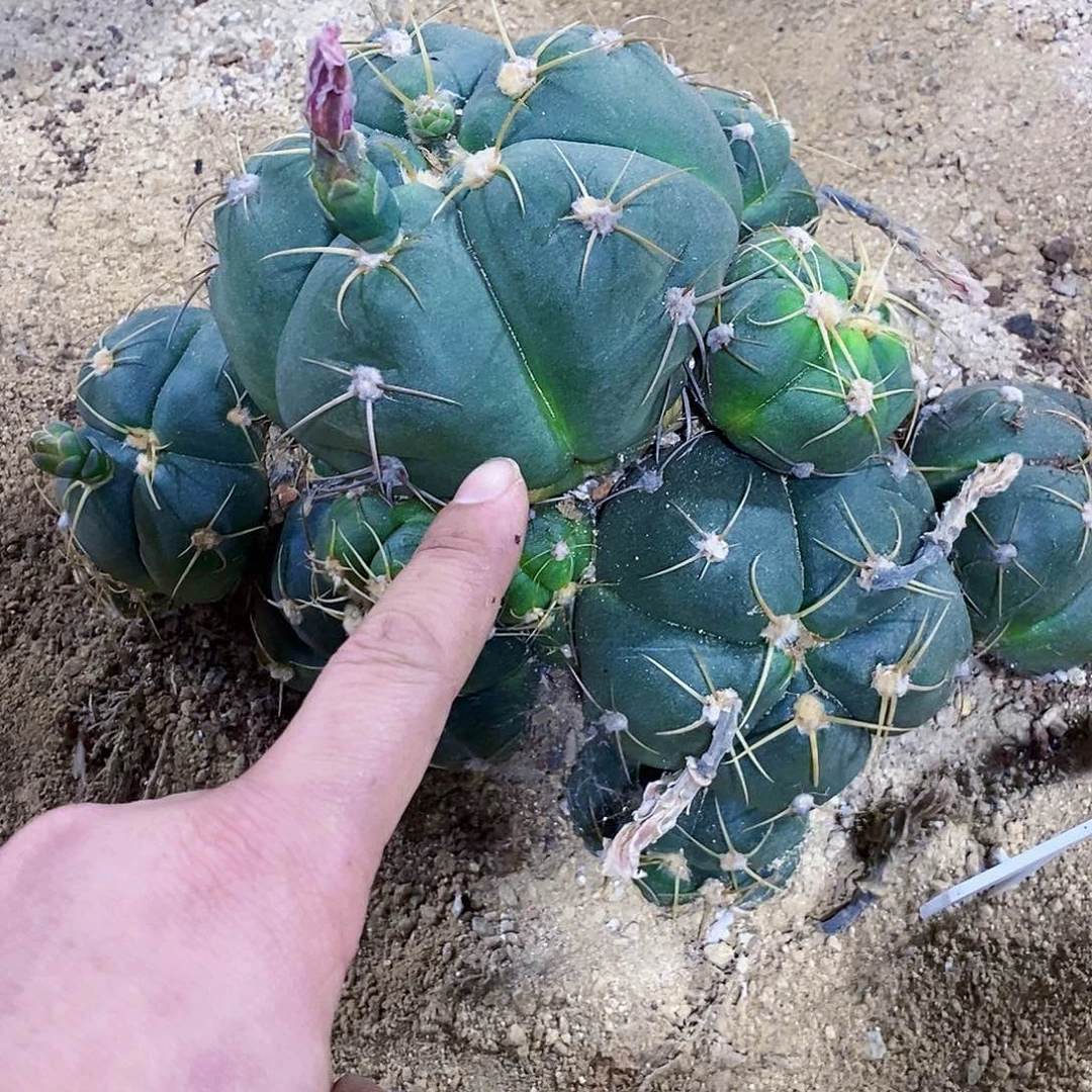 无花朵王**～00000000000000000