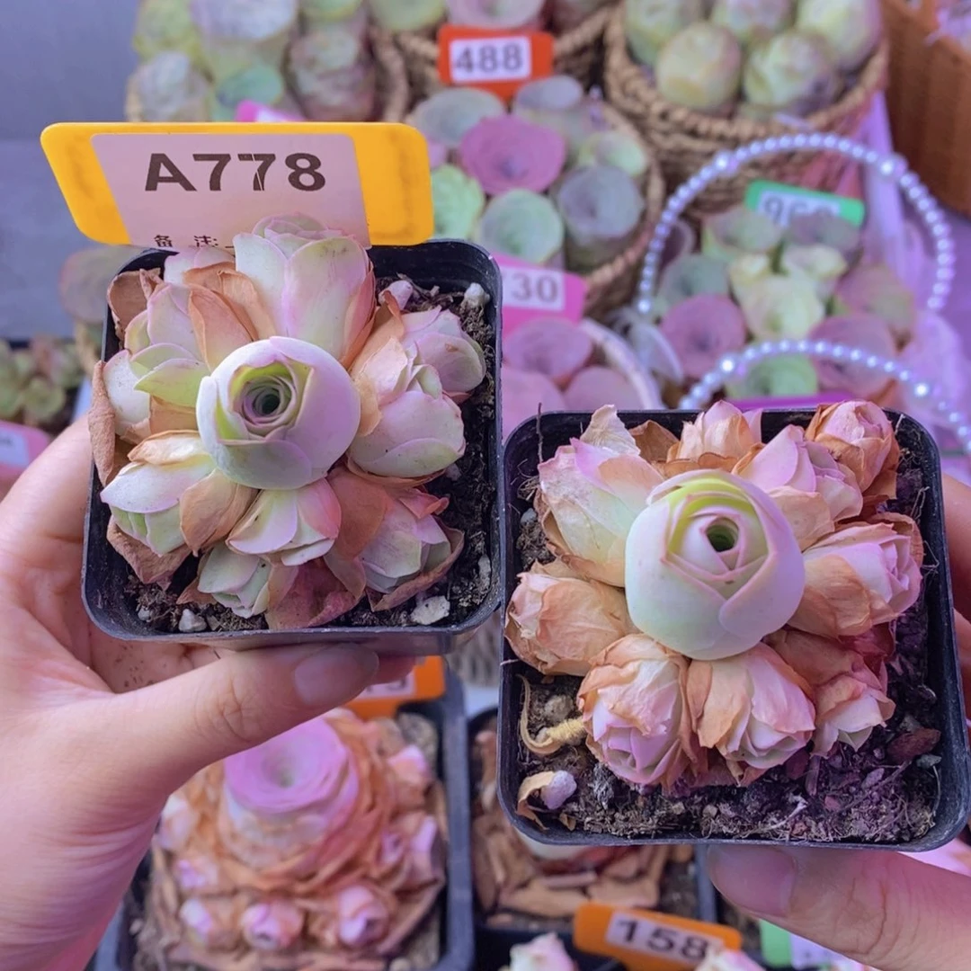 山地玫瑰组合一物一拍A778