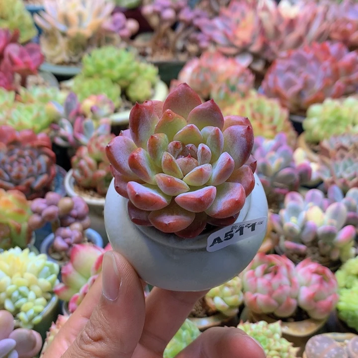 一物一拍含盆土满38包邮A511