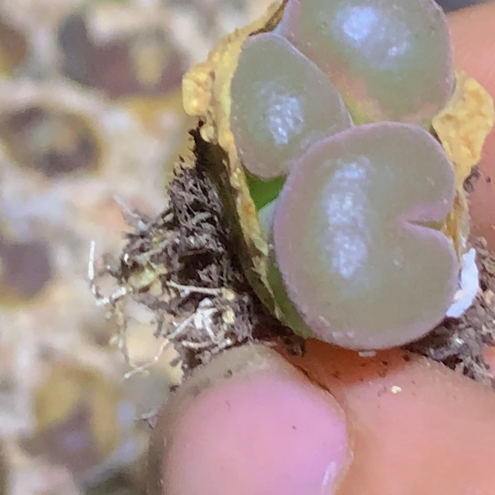 ?****?8888558688588585578885