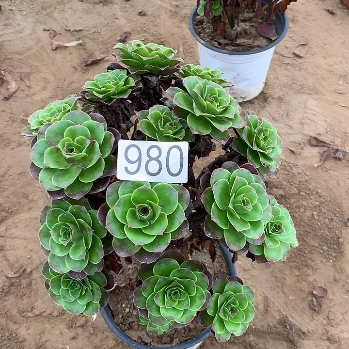 无花朵980魅金哦滴会