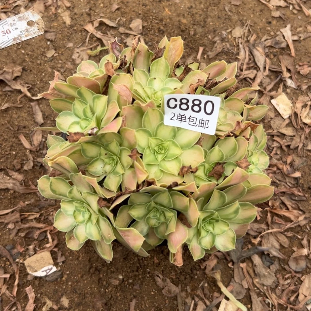 880多肉     韶华 不包断头