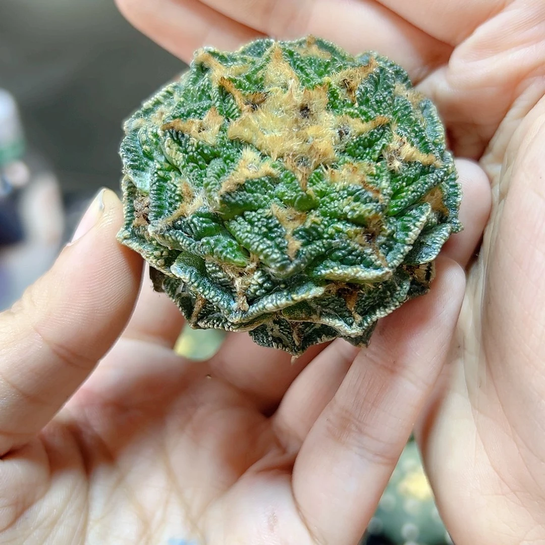 16号自根宽尤辛盾5.6公分