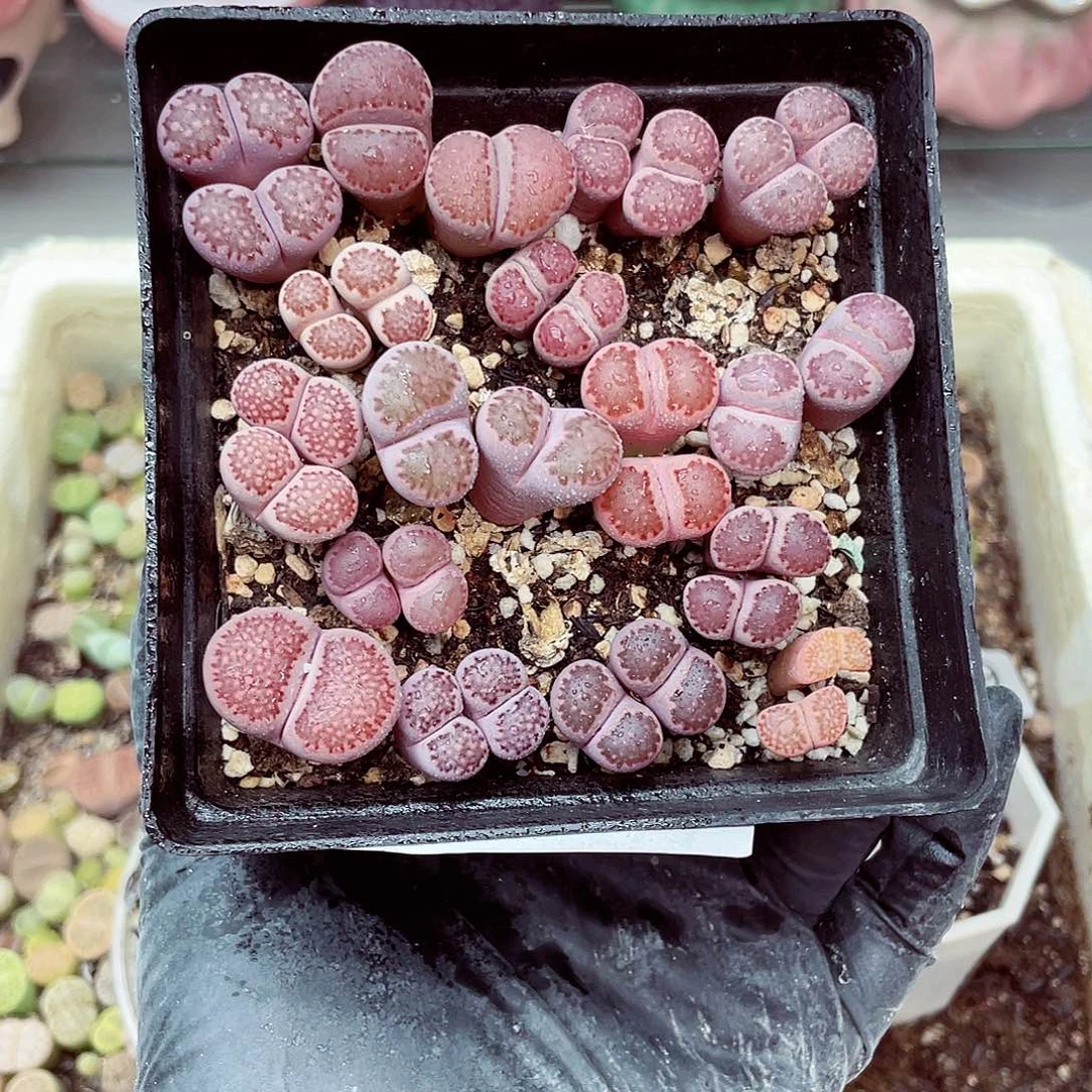 生石花满18包邮0923-191