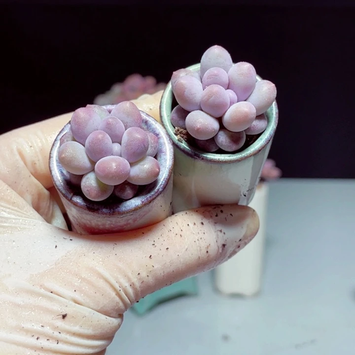 汤圆样品1颗带盆