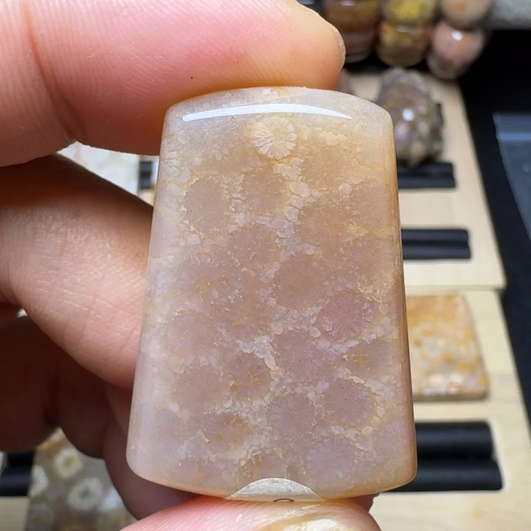 硅化珊瑚（珊瑚玉）未镶嵌纯天然色有机玉石保真色