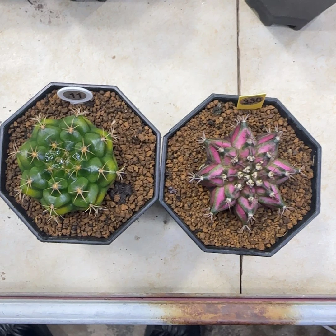 11+330号 两个炸福利