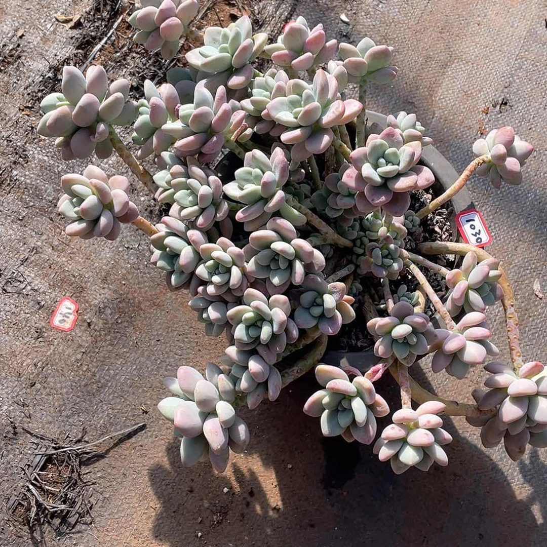 1030洛神 一物一拍多肉