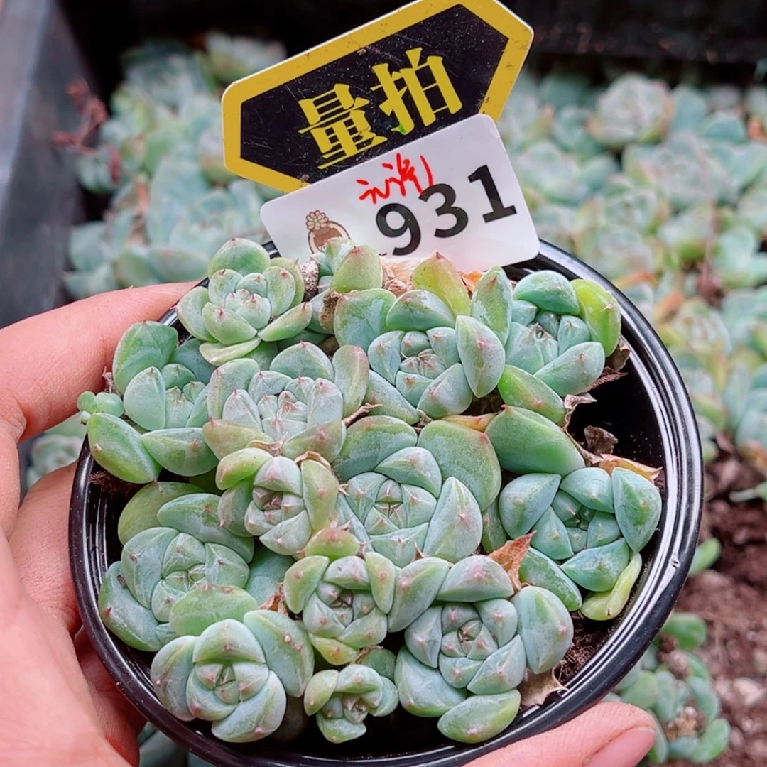 多肉植物多肉植物