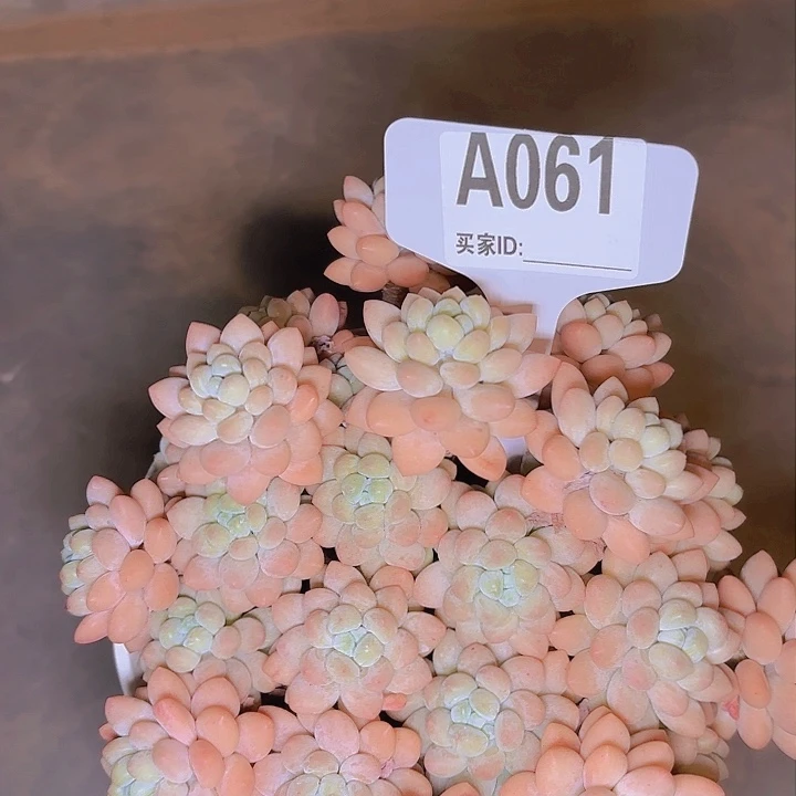 洁*鱼子酱一物一拍A061