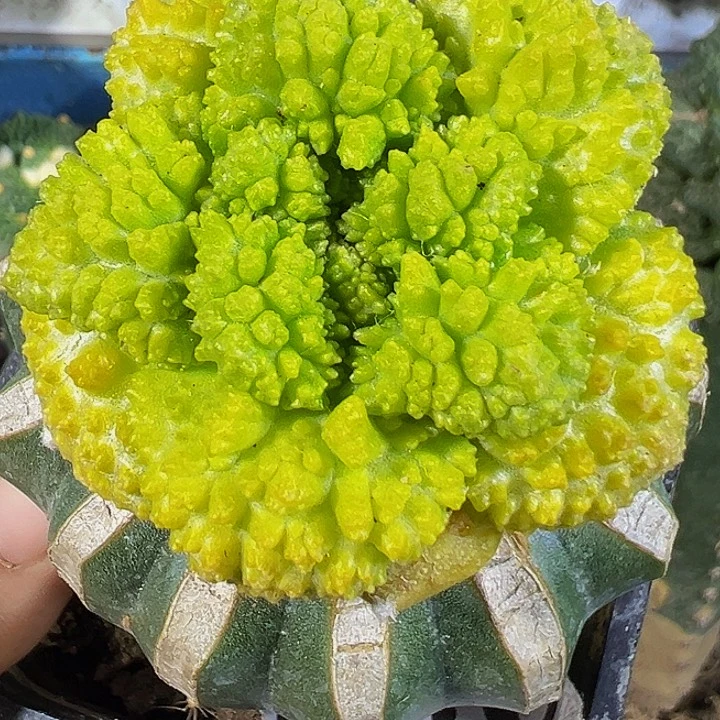 菜花牡丹锦036仙人球