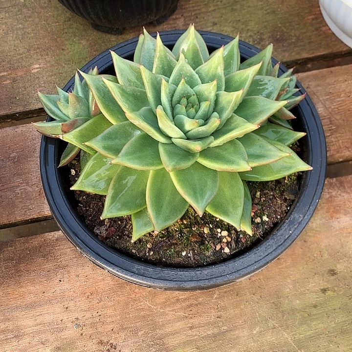 美肉特价活动开始啦