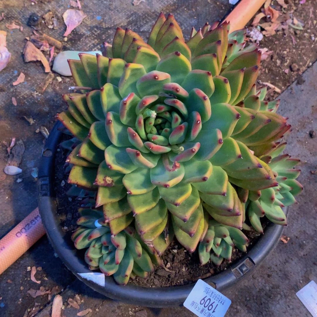 不****月1909摩根多肉