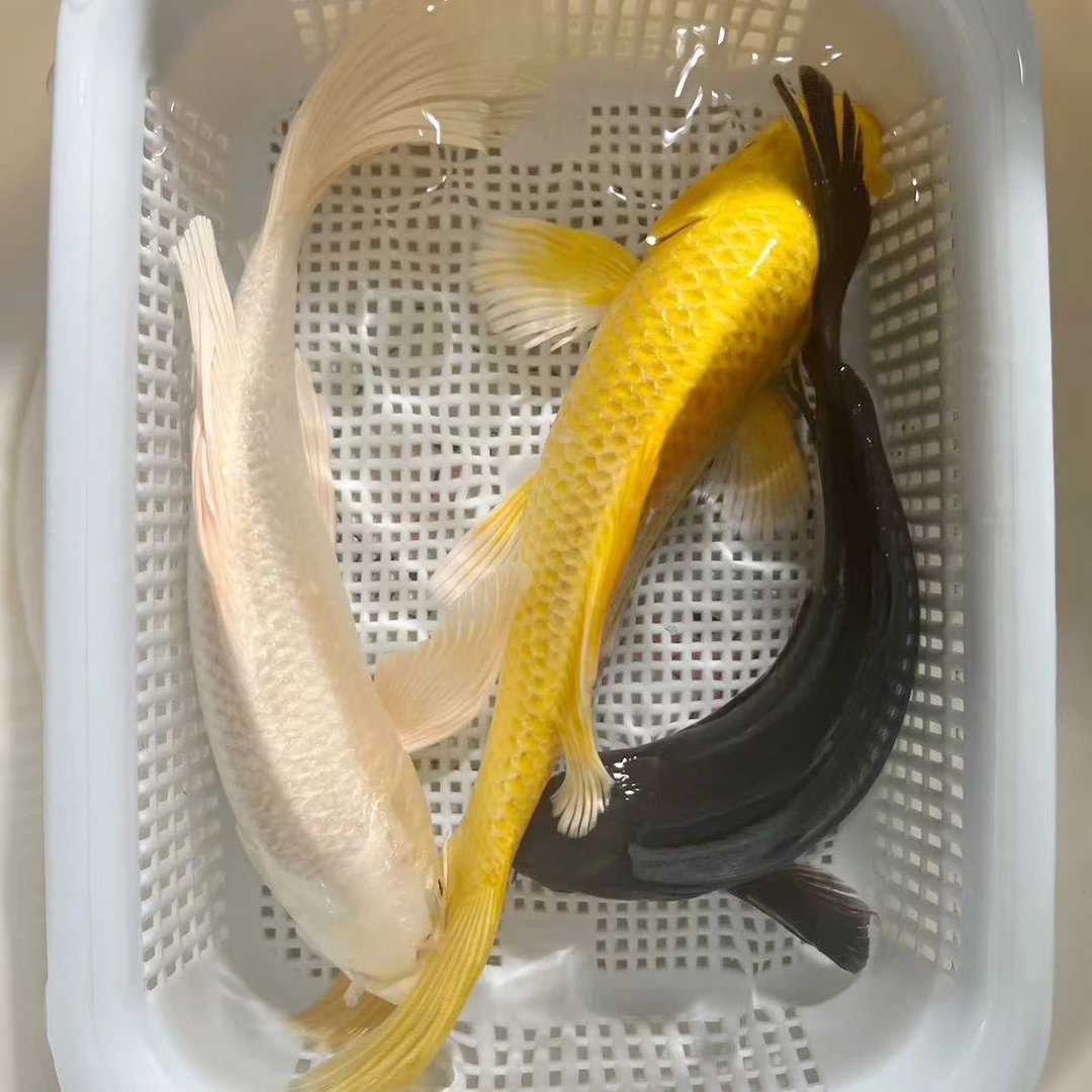 【3条】18-20公分冷水观赏鱼好养耐活