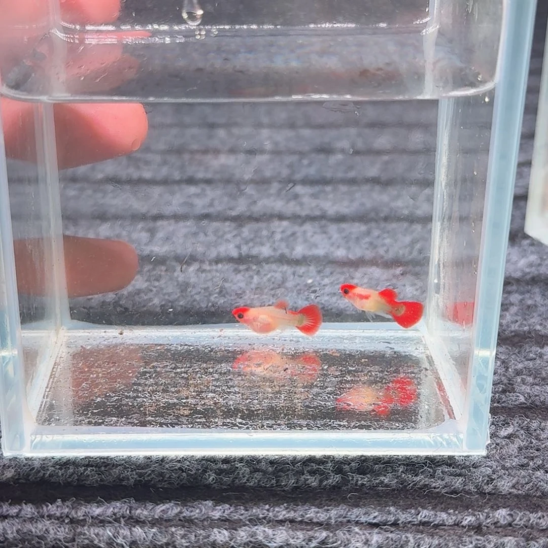 孔雀鱼红头玻璃猫短体1对9号