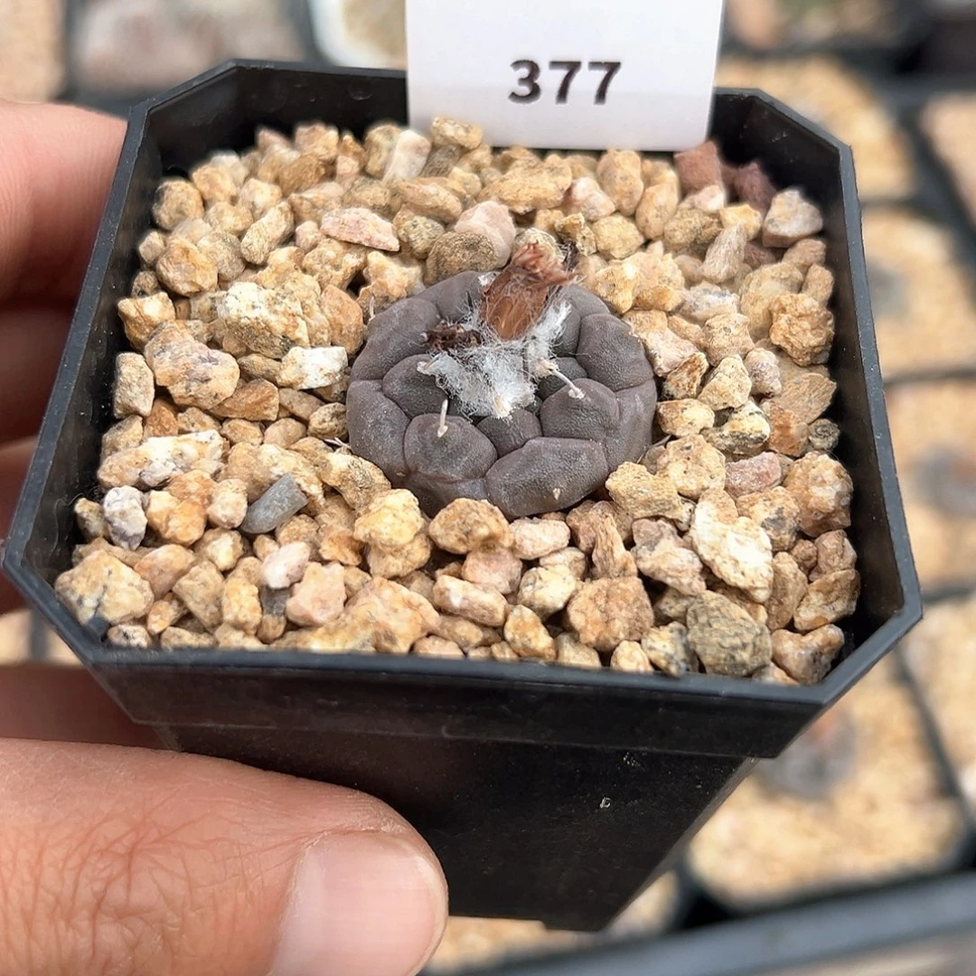 东云，仙人球，实生2.8厘米