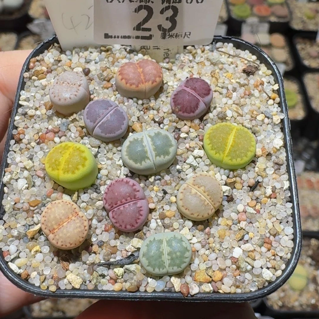 Sssss精品生石花23彩饼