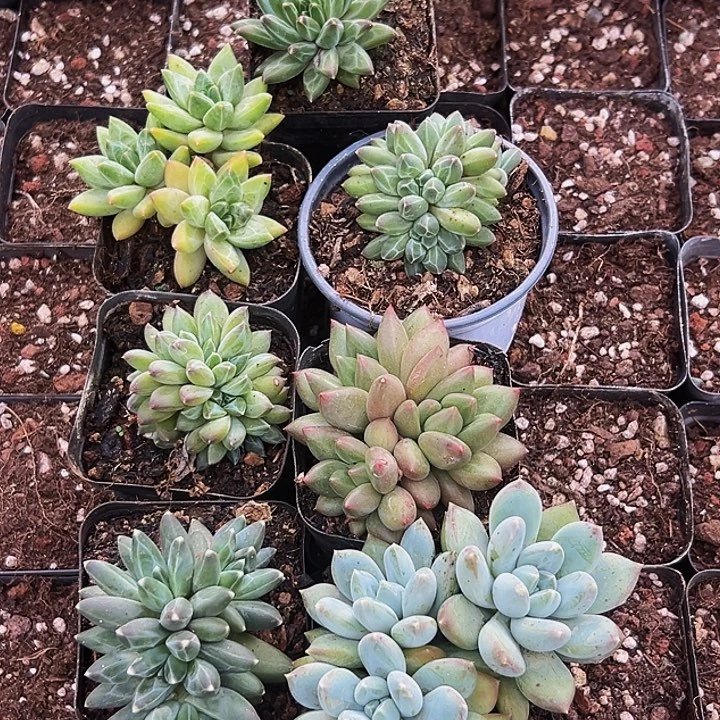 1颗美人系列多肉植物