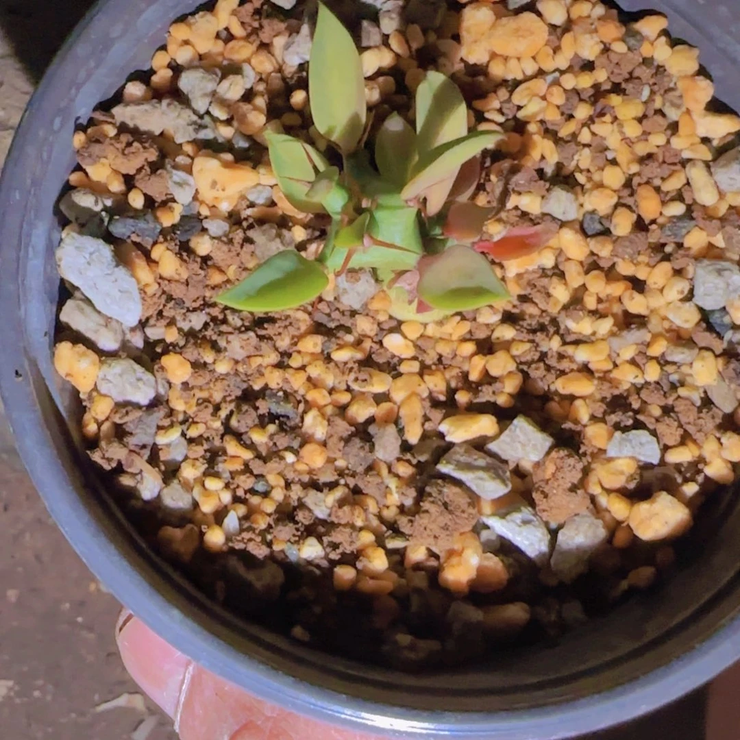 M***n块根植物块根植物