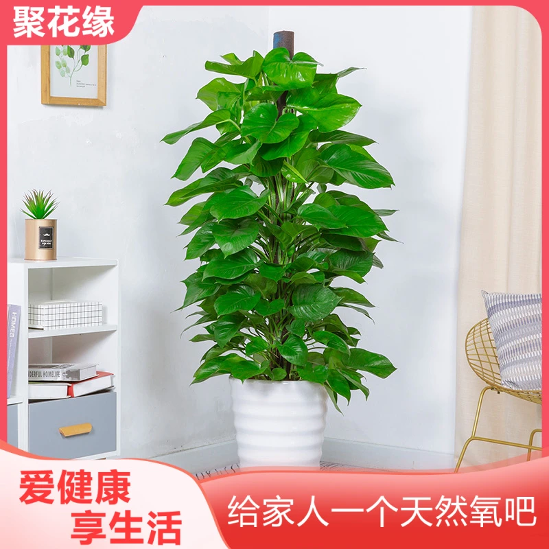 大叶绿萝柱大型盆栽客厅办公室绿植净化空气好养易活开业礼吸甲醛