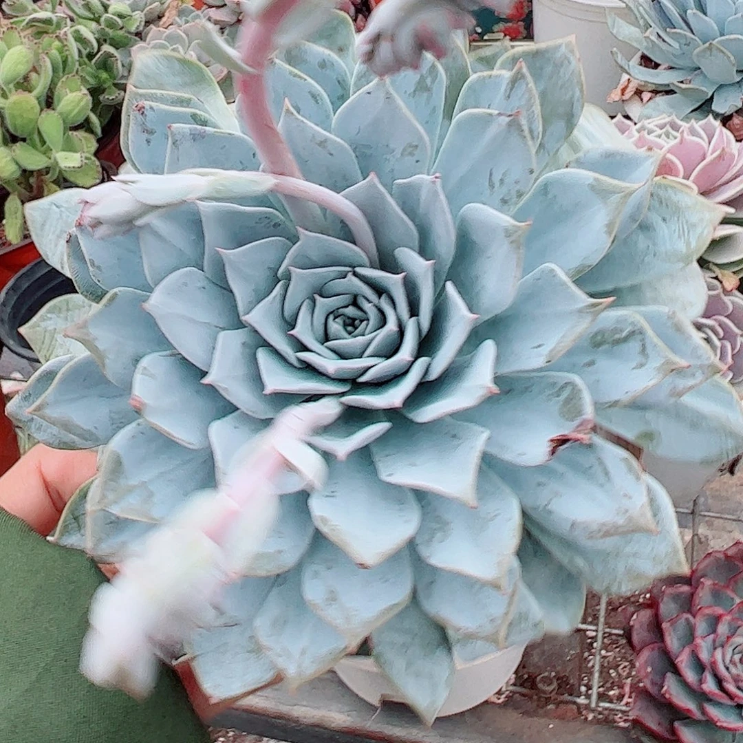 薄叶蓝鸟大单头精品特价