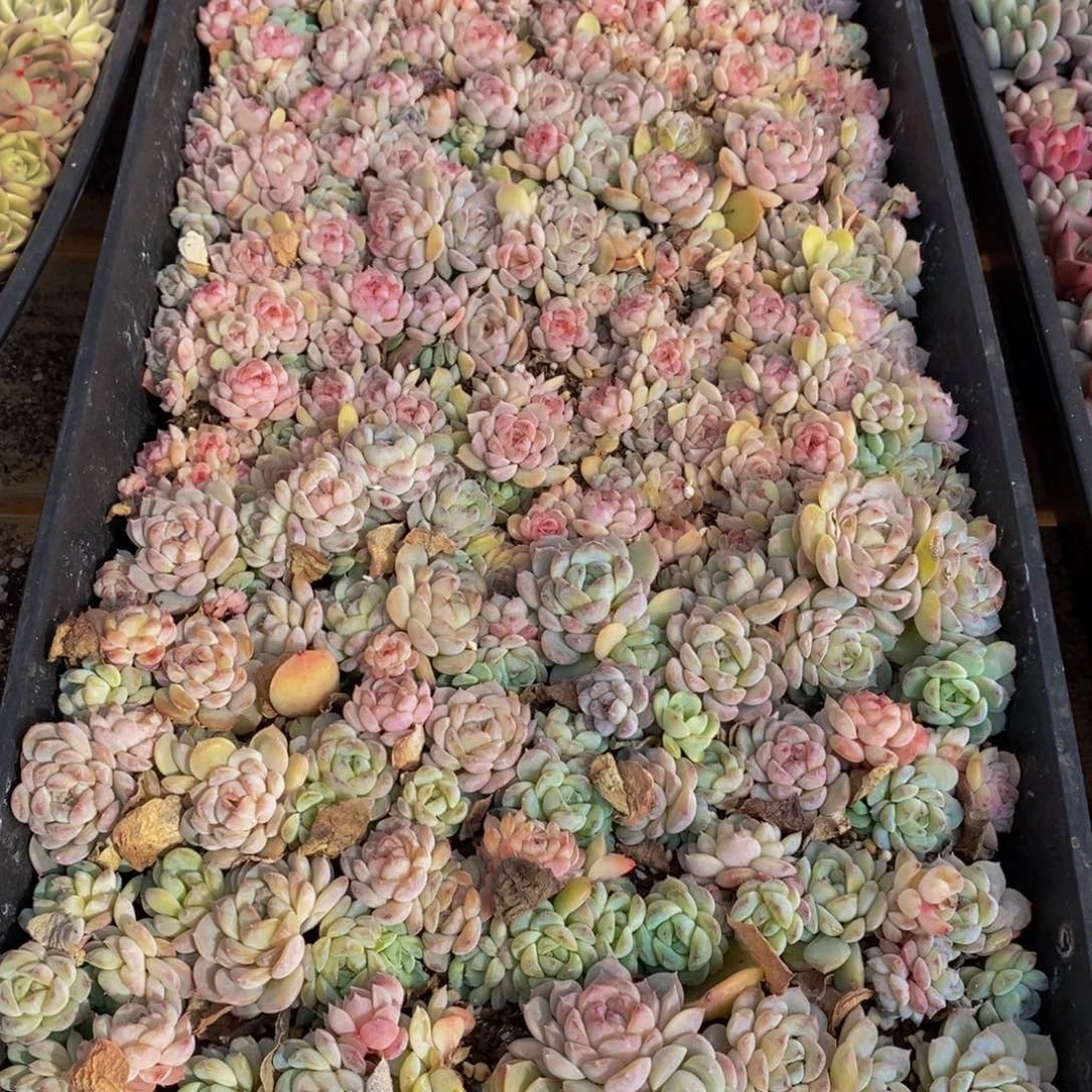 h****h030多肉植物保护研究所所长