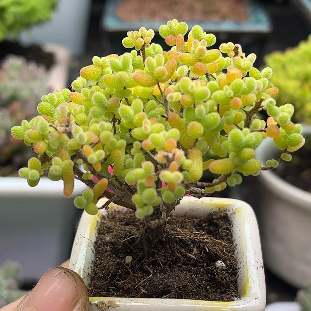 金桔带盆优选枝干番杏