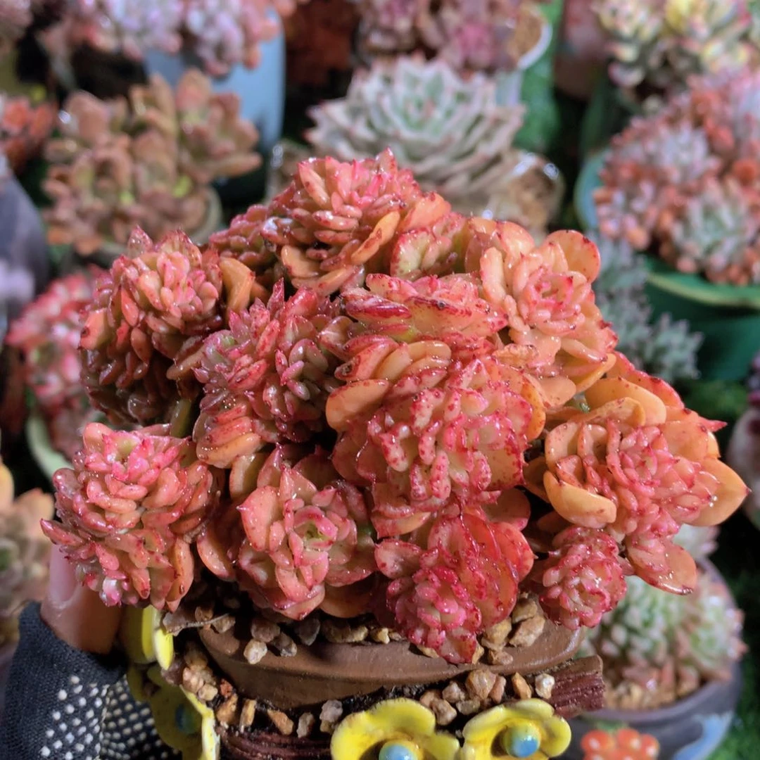 蜡牡丹10 公分一物一拍