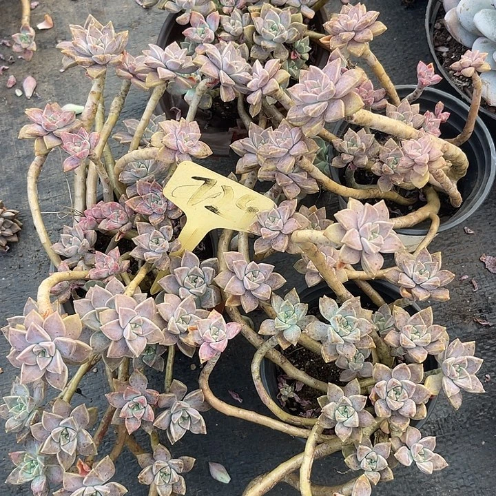 晨语多肉，一物一拍729