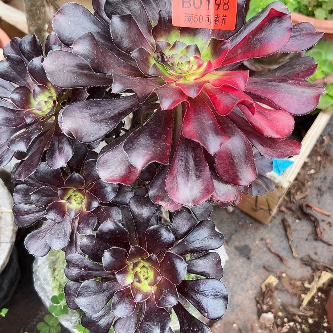 0198多肉植物花蝴蝶