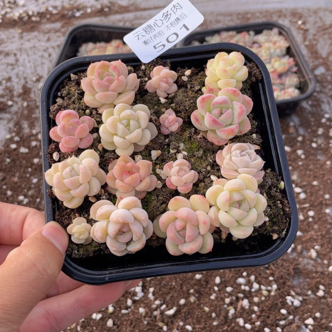 云糖心多肉植物501