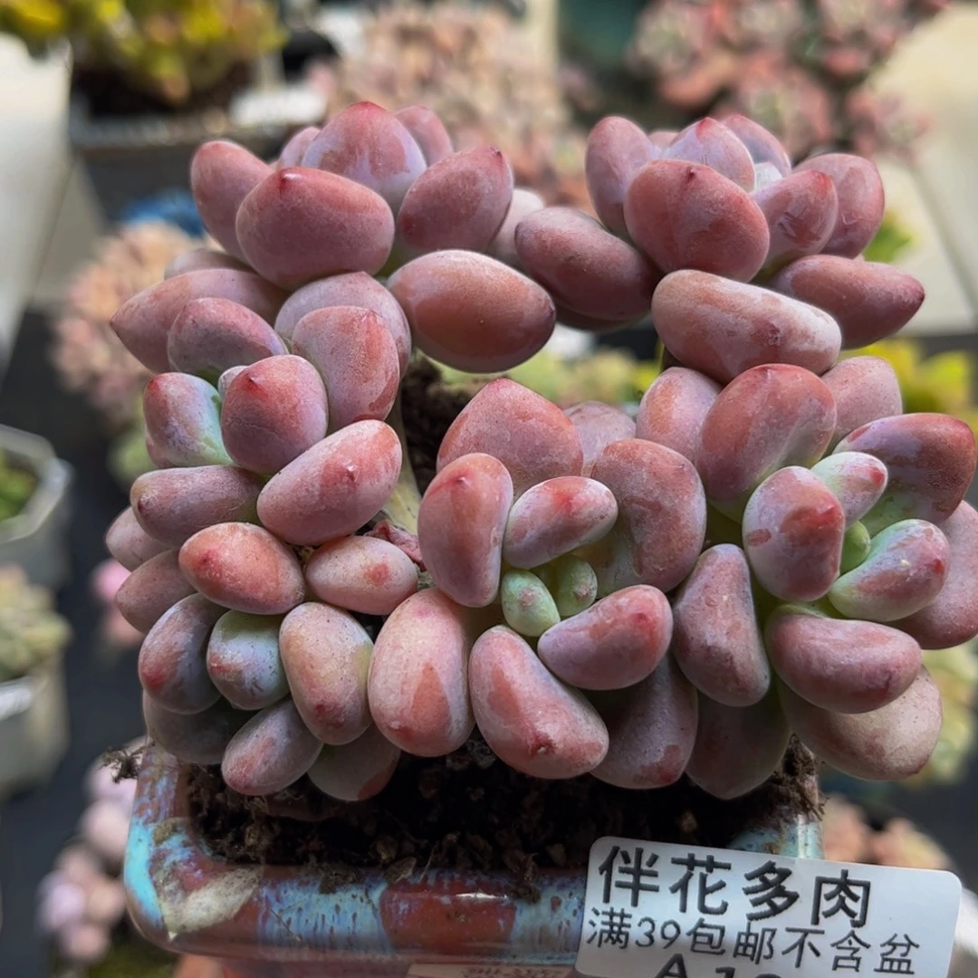 161樱花洛神8cm多肉