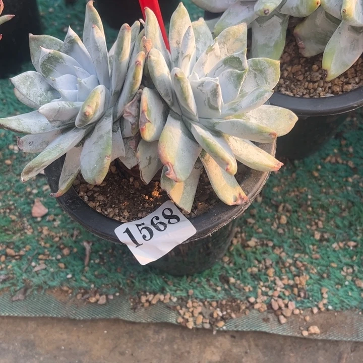 568号牡丹苹果叶多肉