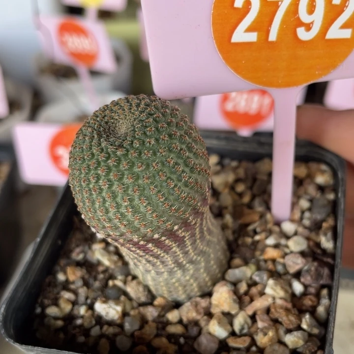 实生黑斜子一棵2792